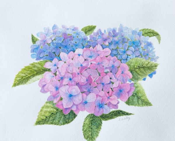 Endless Summer, Hydrangea