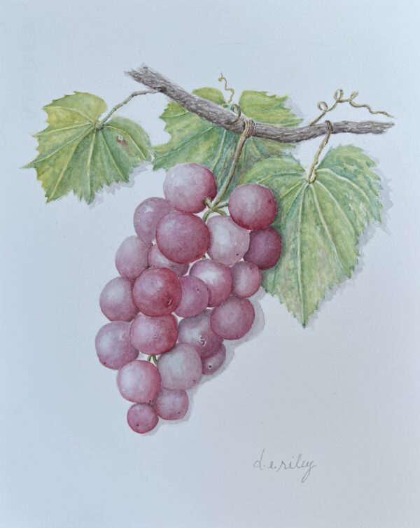 Grapes a’ Plenty