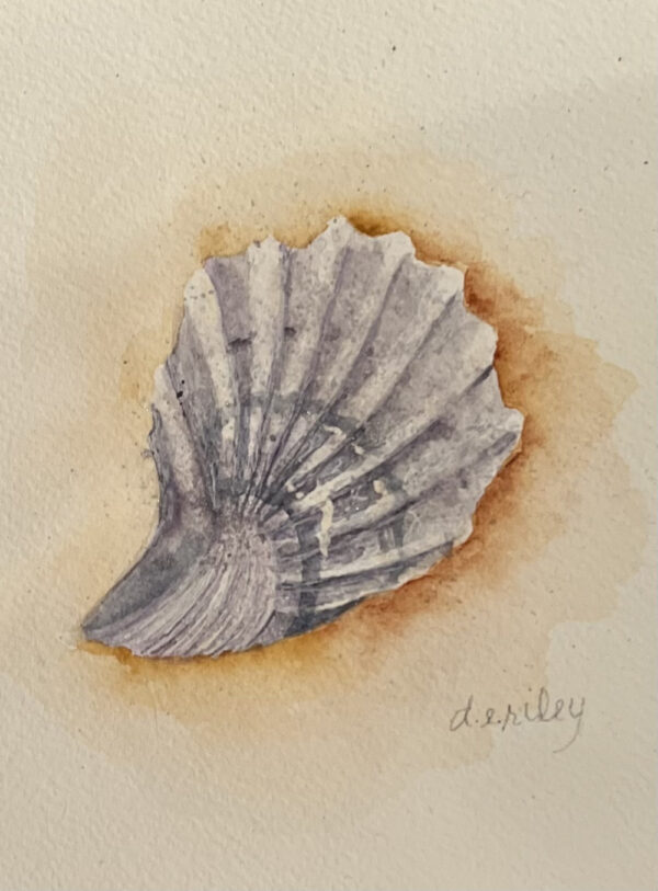 Unique Scallop, A Day at the Beach